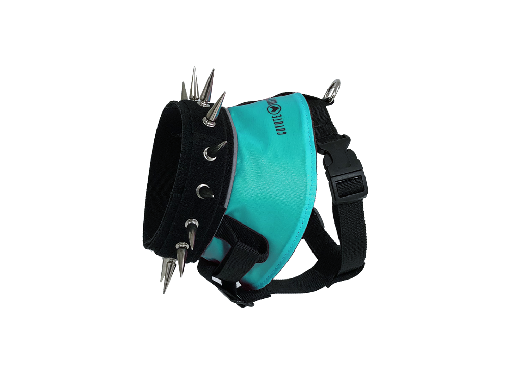 Spiked dog harness with turquoise panel, black straps, metal spikes and studs