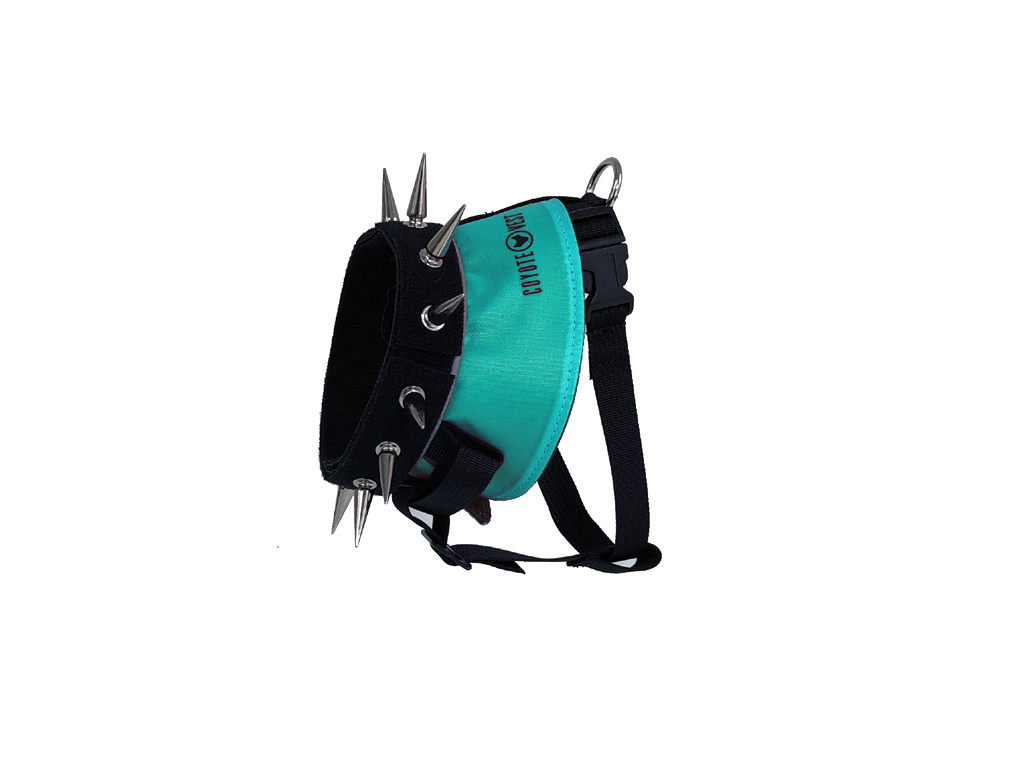 Spiked dog harness with turquoise panel and black straps, metal studs and spikes