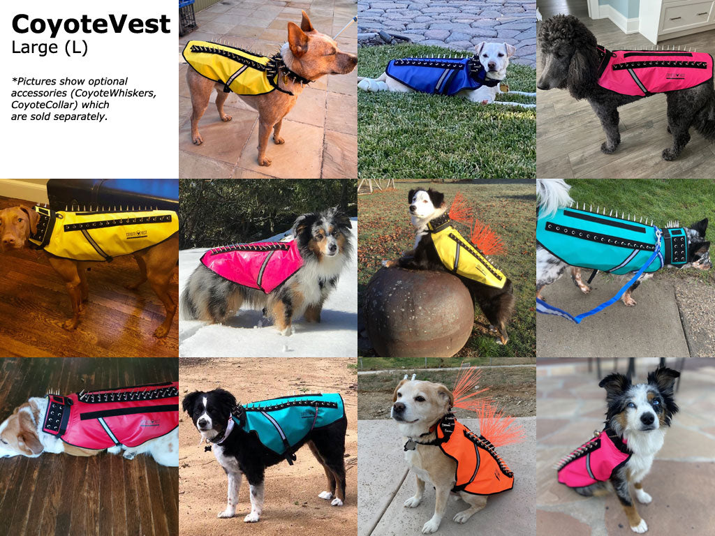 Large (L) protective dog spike vest on dogs; adjustable collar and waist belt