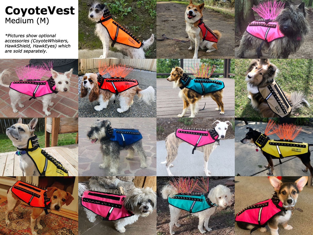 Medium (M) protective dog spike vest on dogs; adjustable collar and waist belt