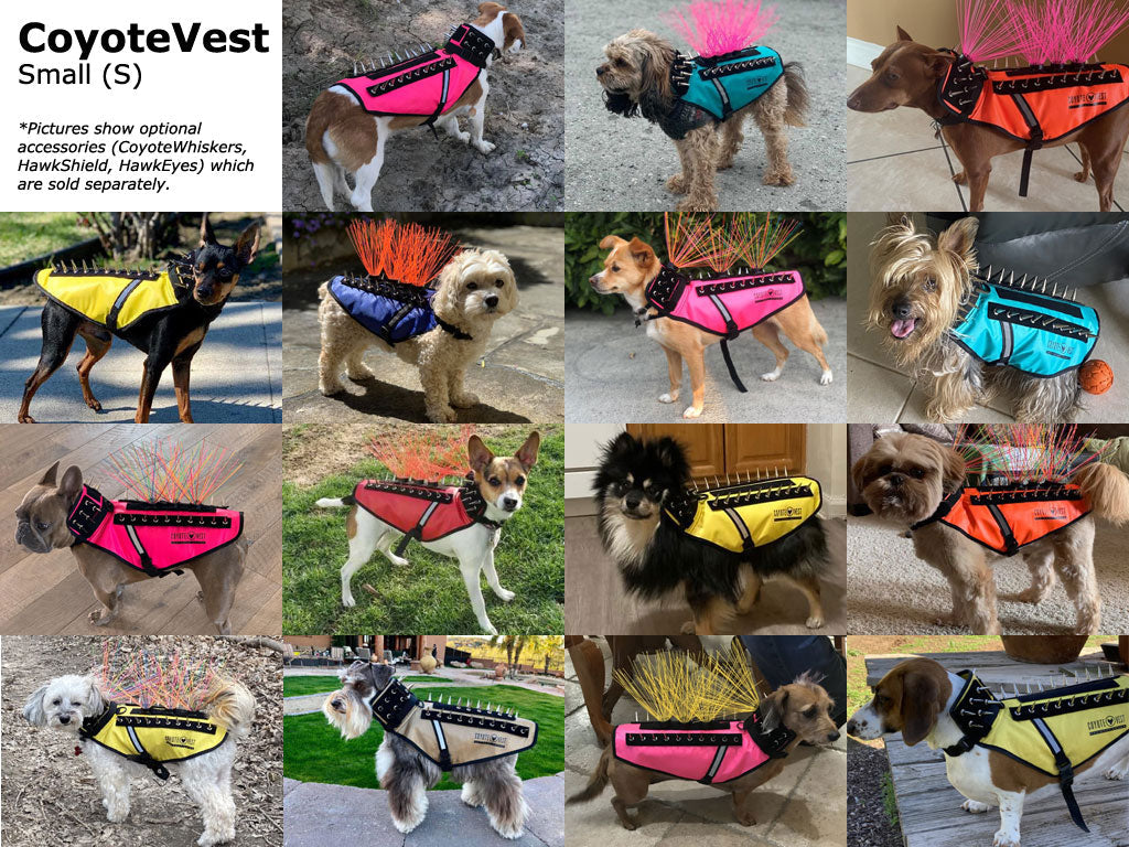 Small (S) protective dog spike vest on dogs; adjustable waist belt and collar