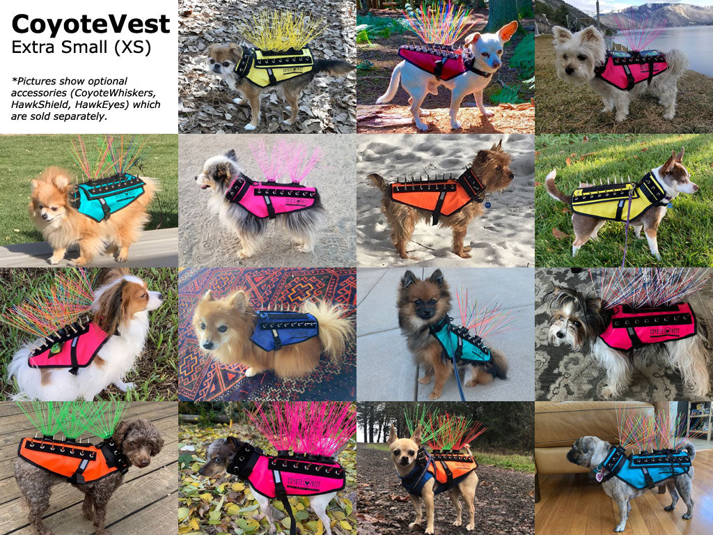 Extra Small (XS) protective dog spike vest on dogs; adjustable collar and waist belt