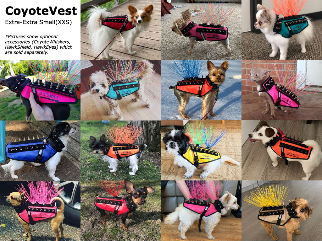 XX-Small protective dog spike vest on dogs; adjustable waist belt and collar