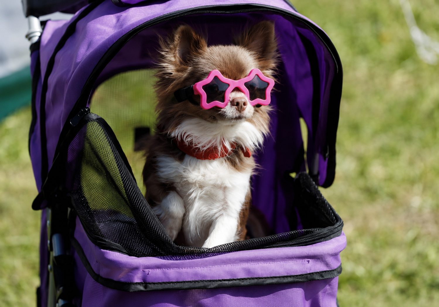 Star-shaped pet sunglasses on small dog, hot pink frames with black strap