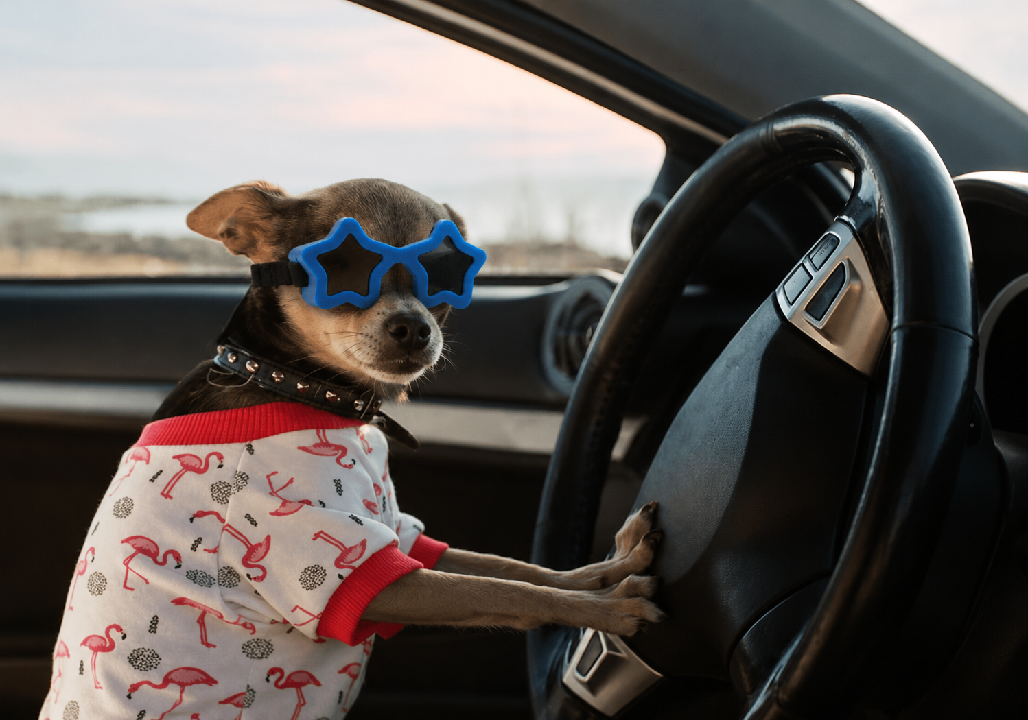 Dog wearing blue star-shaped pet sunglasses with black adjustable strap