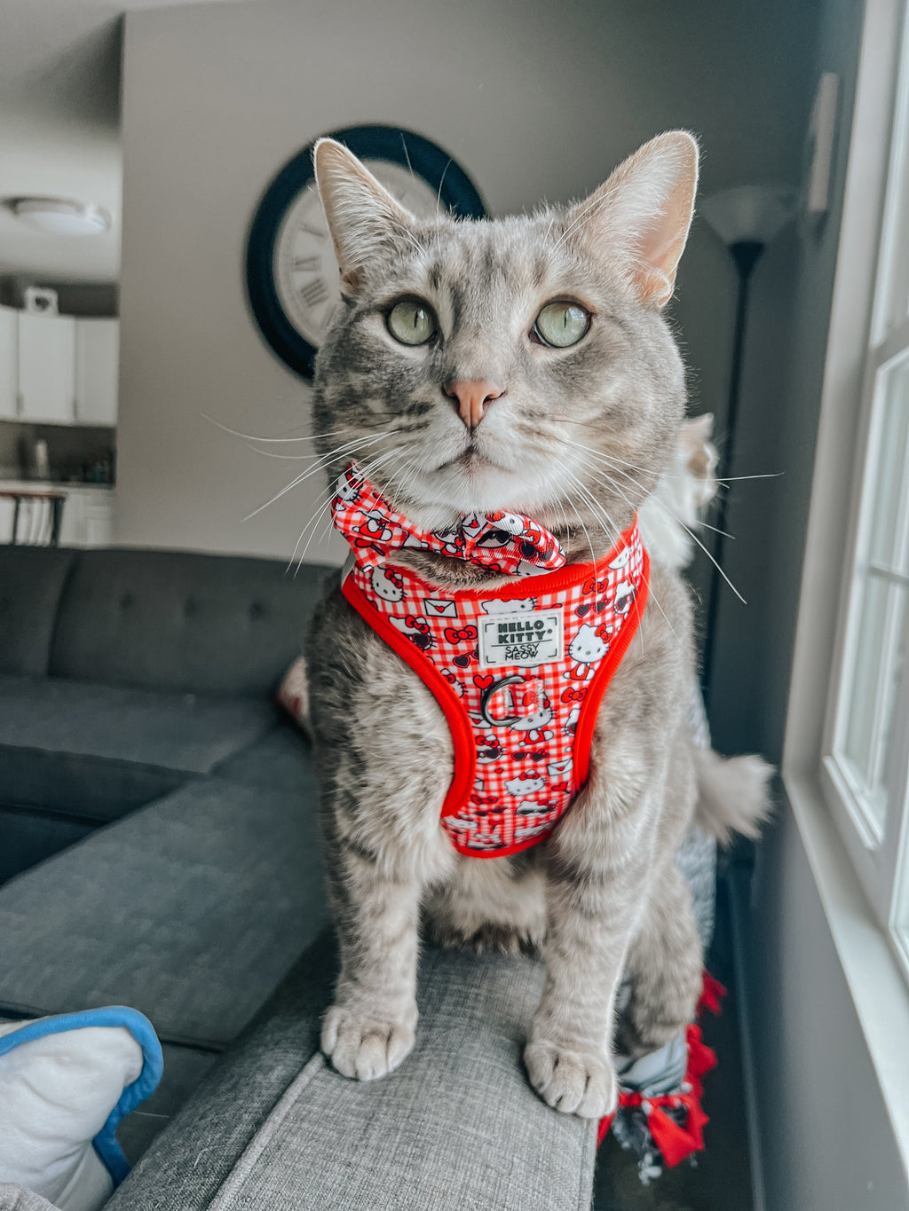 Red cat step-in harness with Hello Kitty graphic and bow, worn on a gray tabby
