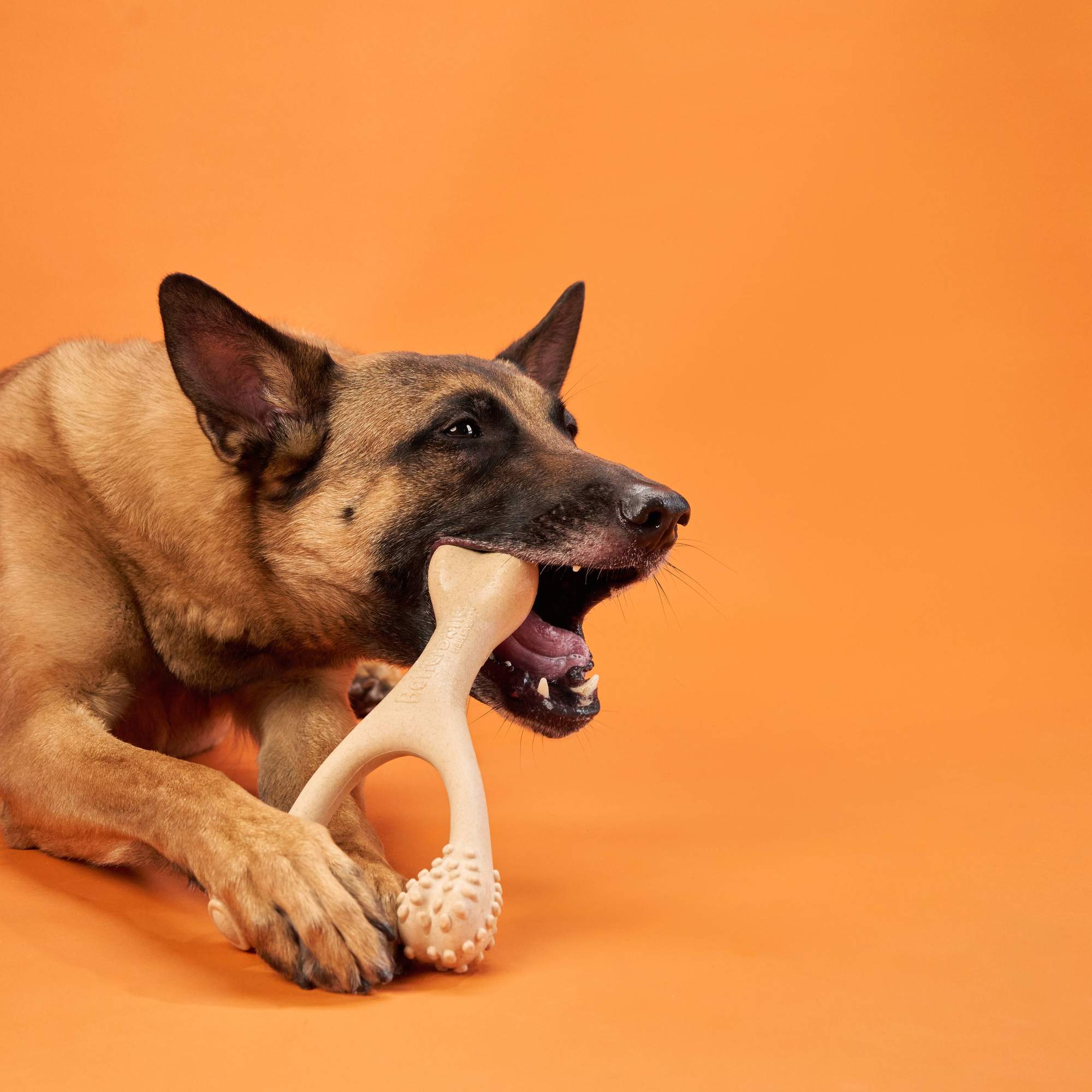 Dog chewing a light beige hard chew bone toy with ribbed and nubby textured ends