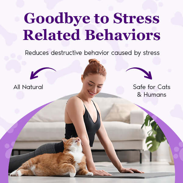Cat calming diffuser kit with refills, tabby cat lying as a person pets it