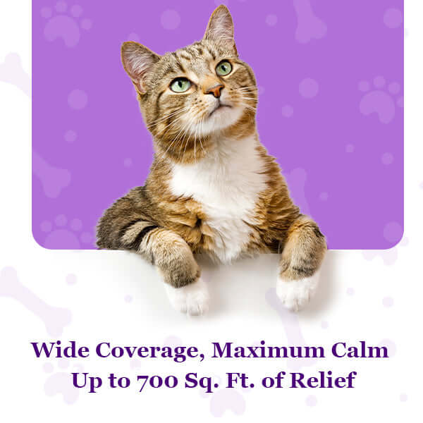 Cat calming diffuser kit with refills, shown with a tabby cat sitting
