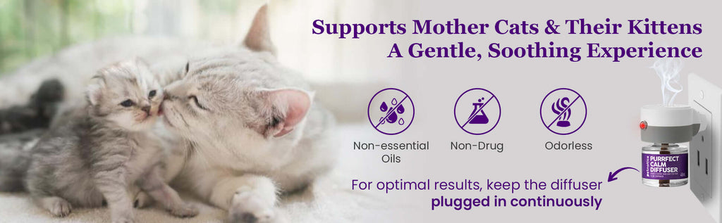 Cat calming diffuser kit with refills, diffuser bottle near cuddling kittens
