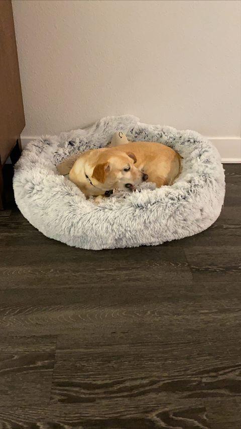 Two dogs napping in a snowflake white two-tone plush round pet bed
