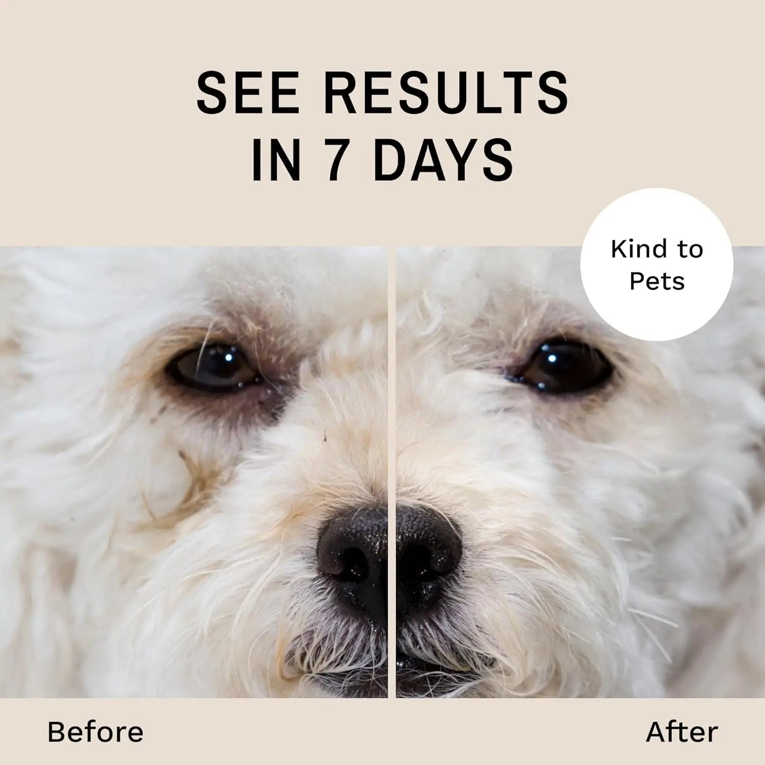 Dog face with closed-up eyes, showing before and after tear stain results