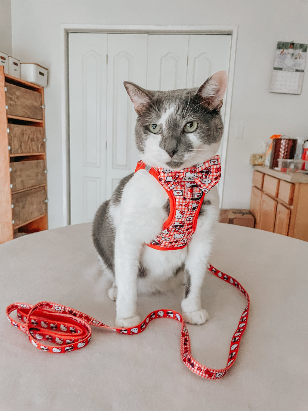 Gray-and-white cat wearing a red Hello Kitty step-in harness with check pattern