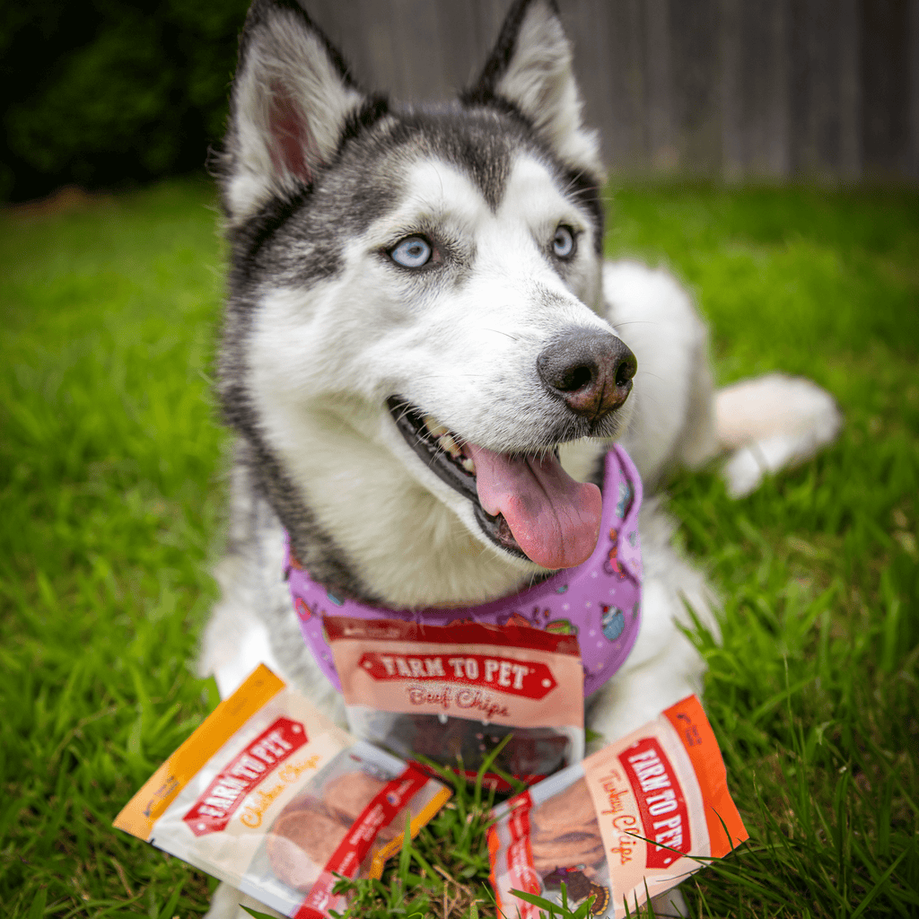 Dog treat sampler with multiple chip bags among grass, held by a husky.