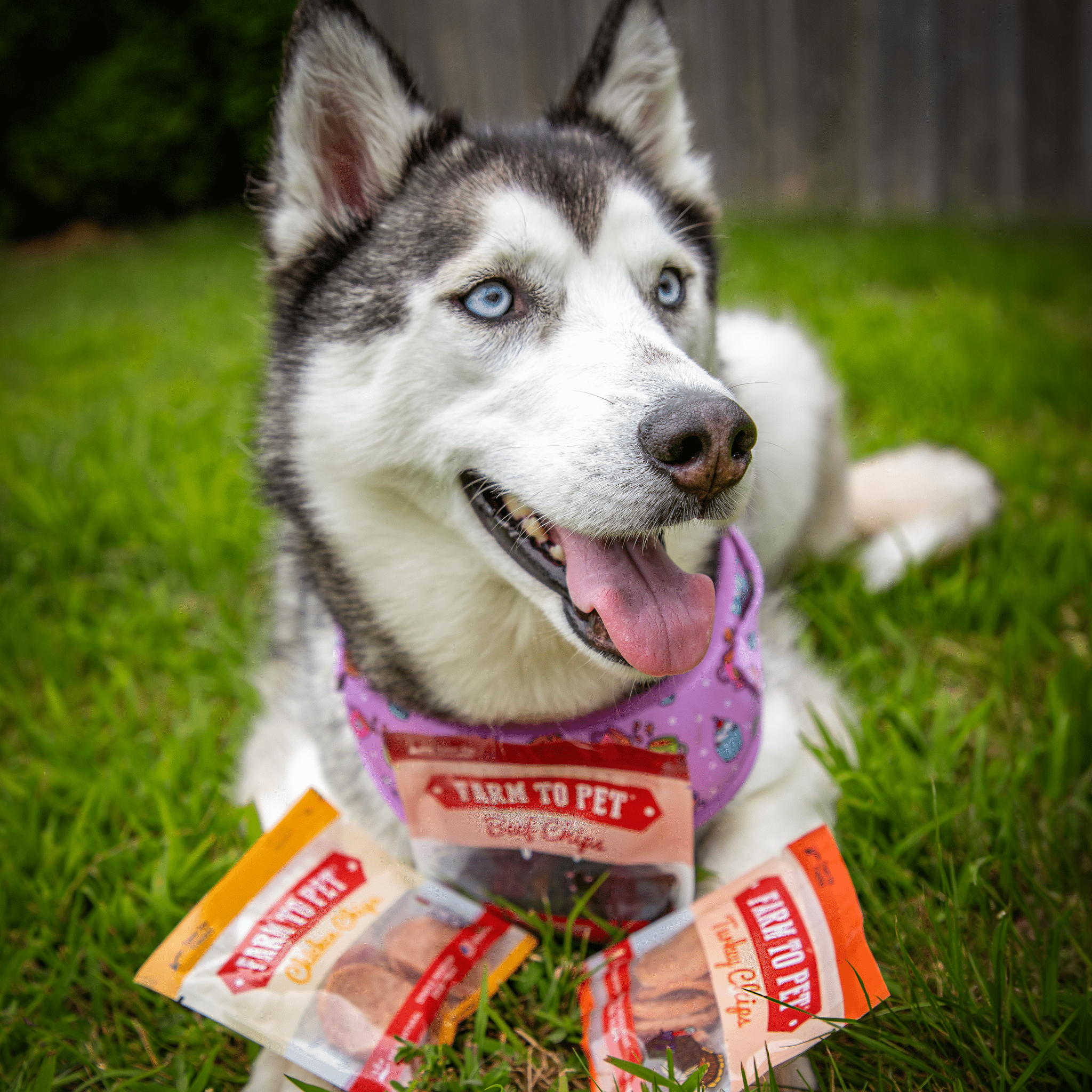 Dog treat sampler with multiple chip bags among grass, held by a husky.