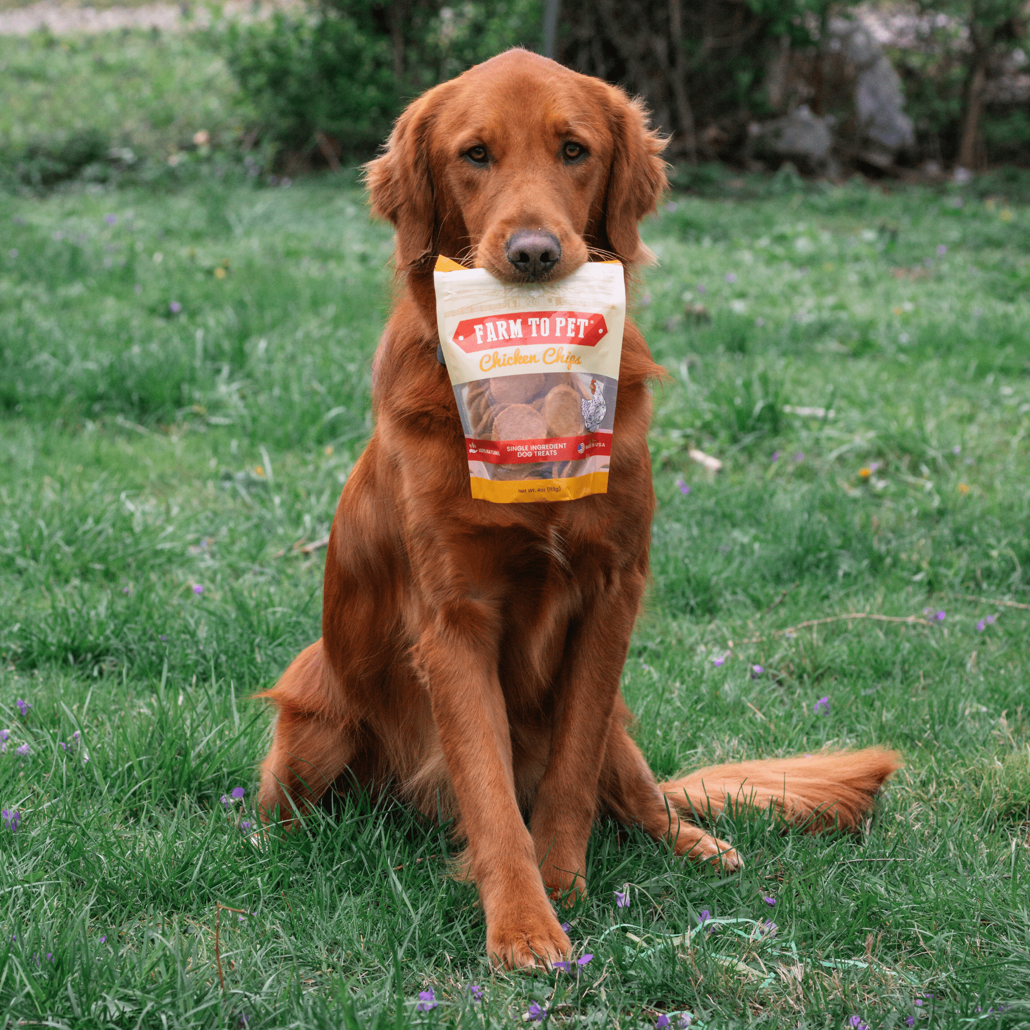 Golden retriever holding a Chicken Chips dog treat bag in its mouth