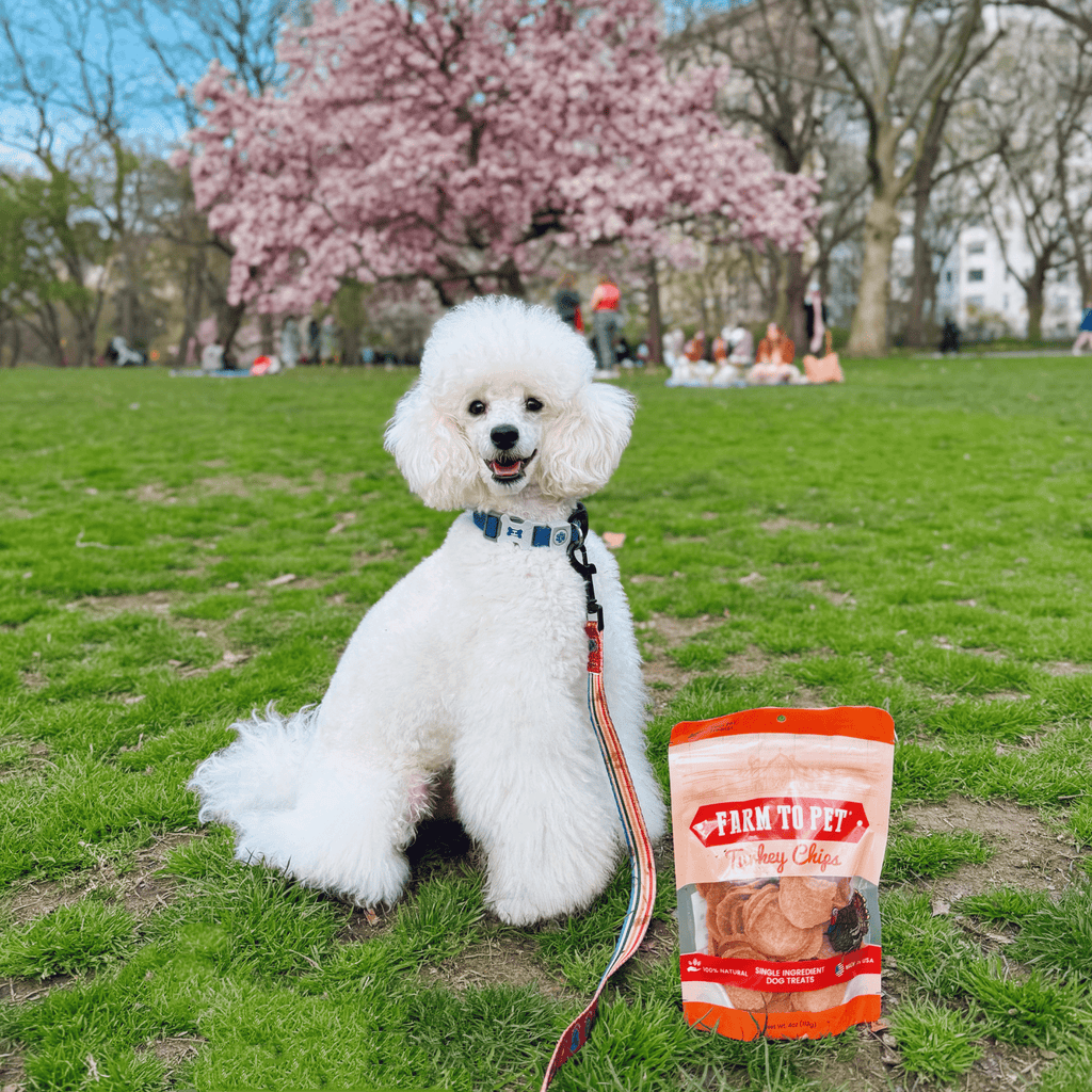 Turkey chips for dogs pouch next to a sitting white dog on grass