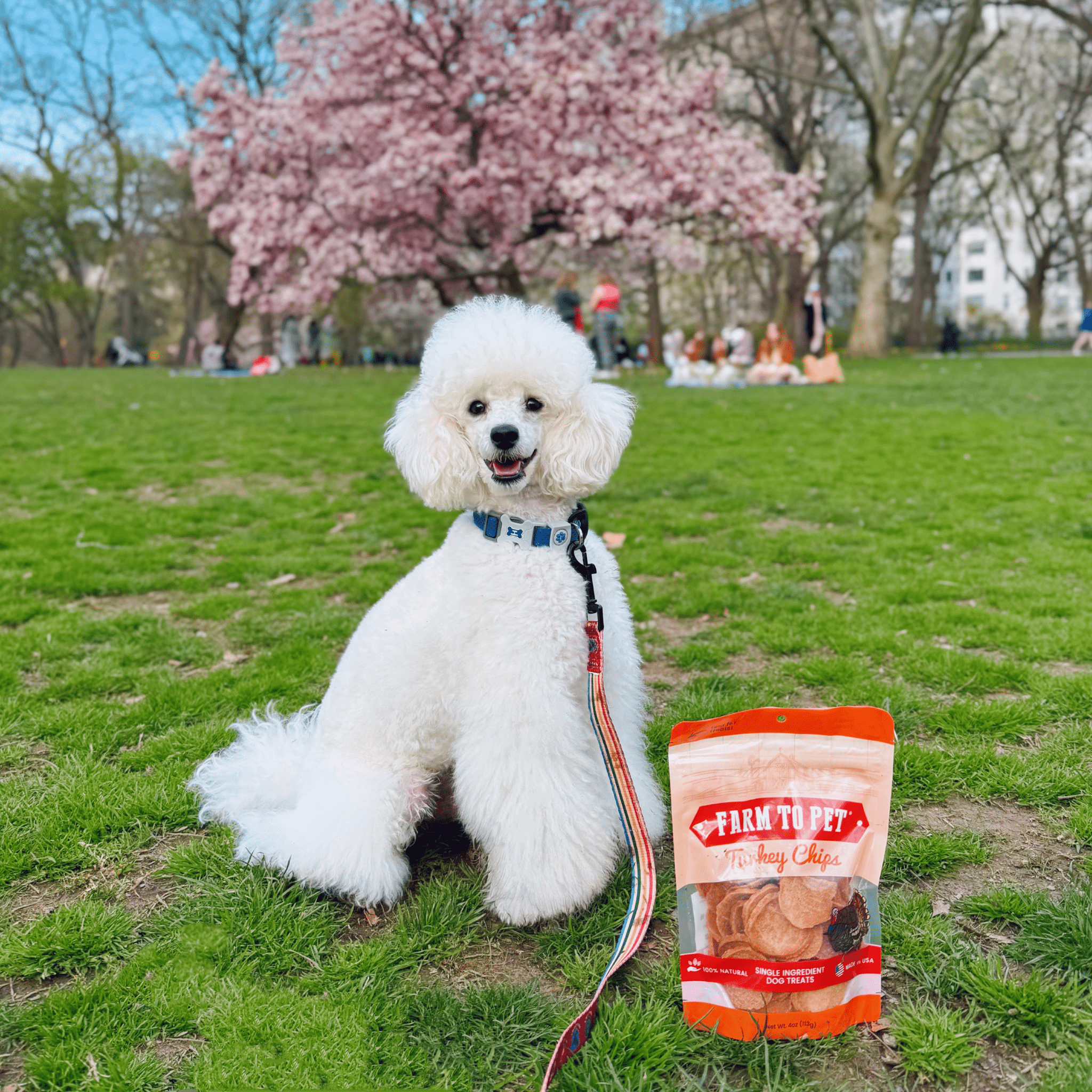 Turkey chips for dogs pouch next to a sitting white dog on grass