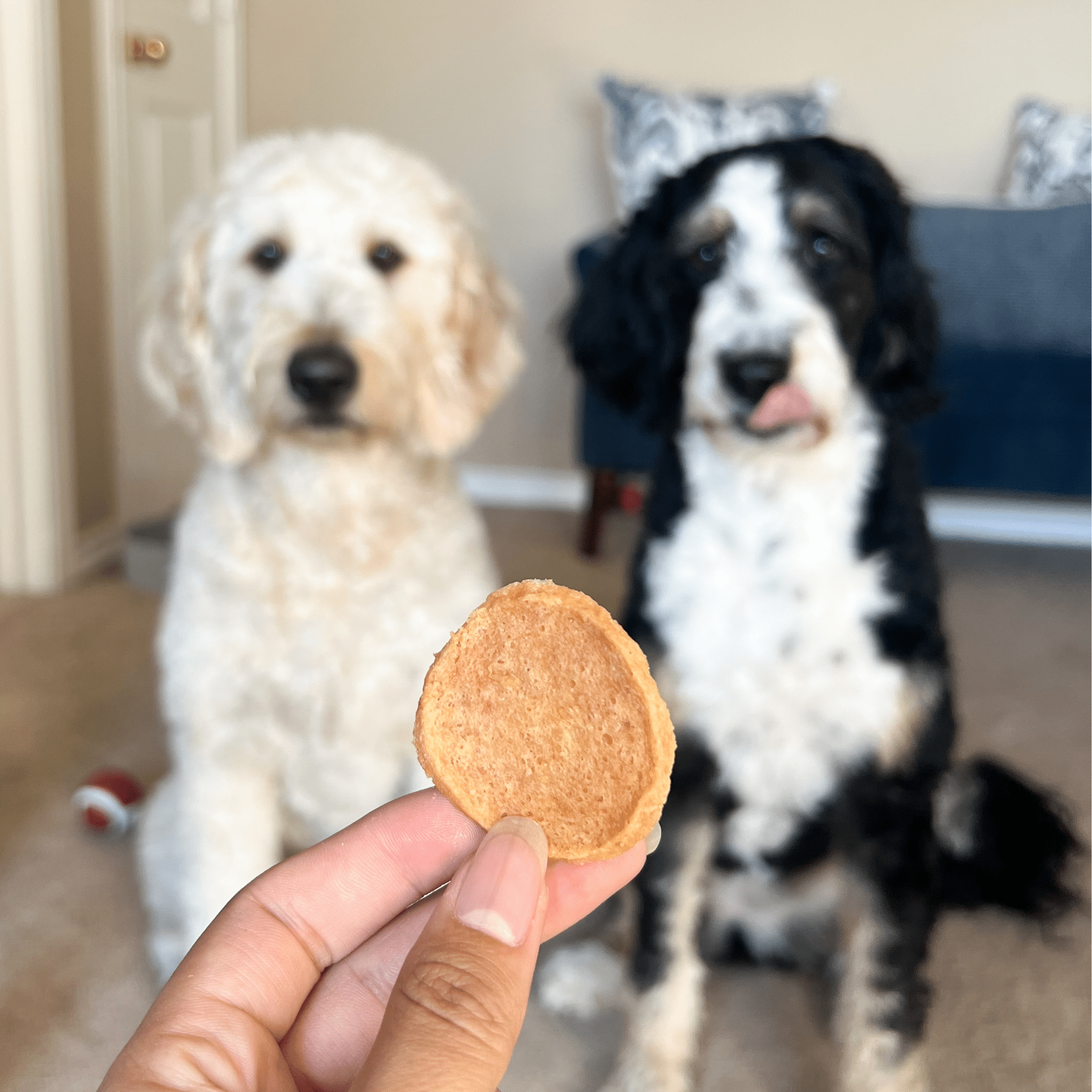 Round chicken dog treat chip held in hand, golden-brown