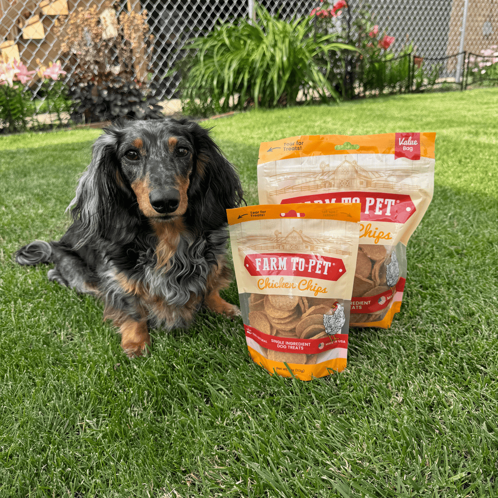 Dachshund lying on grass beside a Chicken Chips dog treat bag