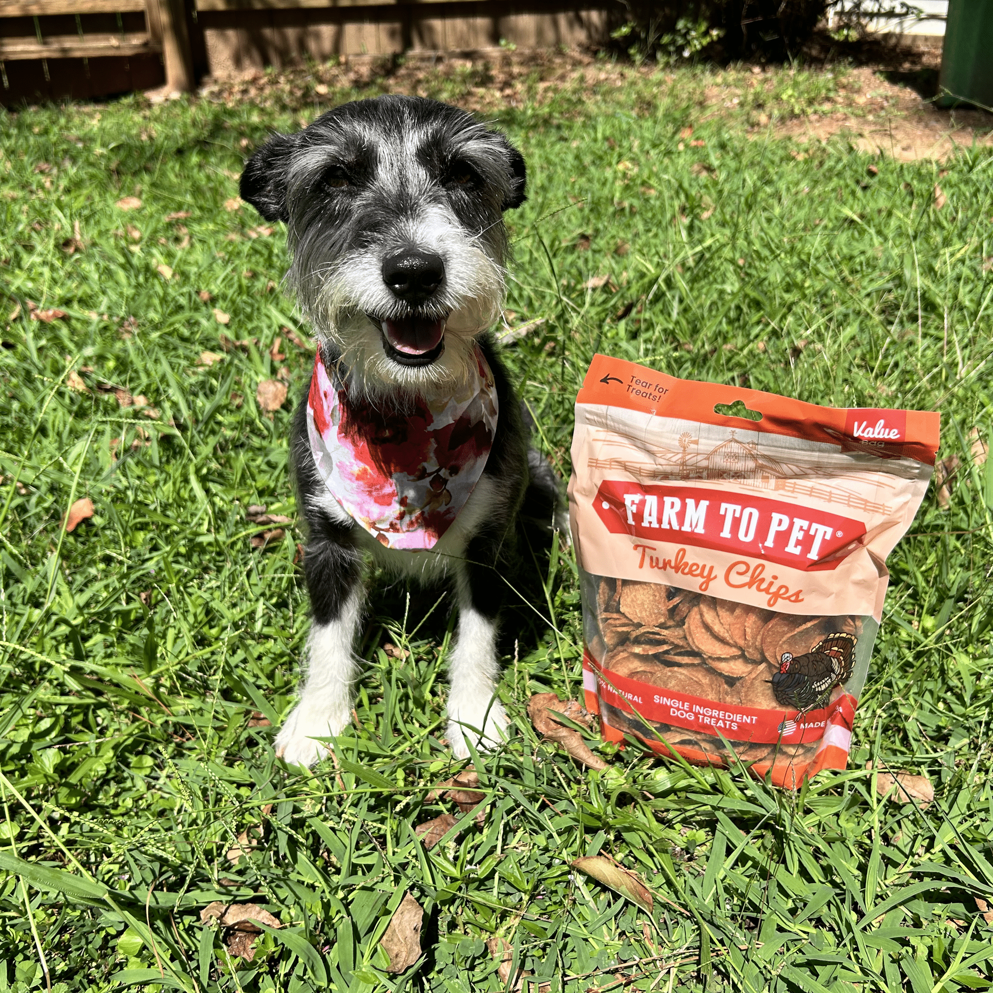 Turkey chips for dogs pouch with a black-and-white dog sitting on grass