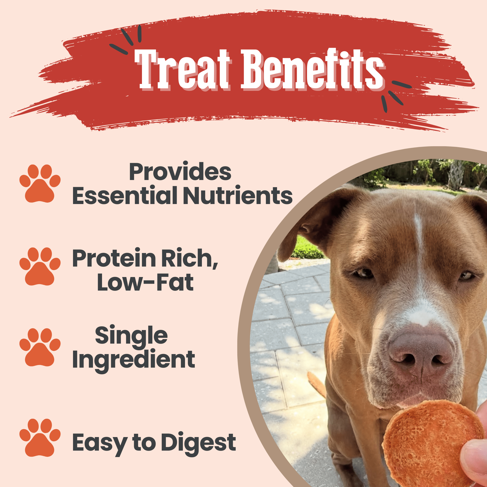Turkey chips for dogs offer infographic with brown dog holding a turkey treat slice
