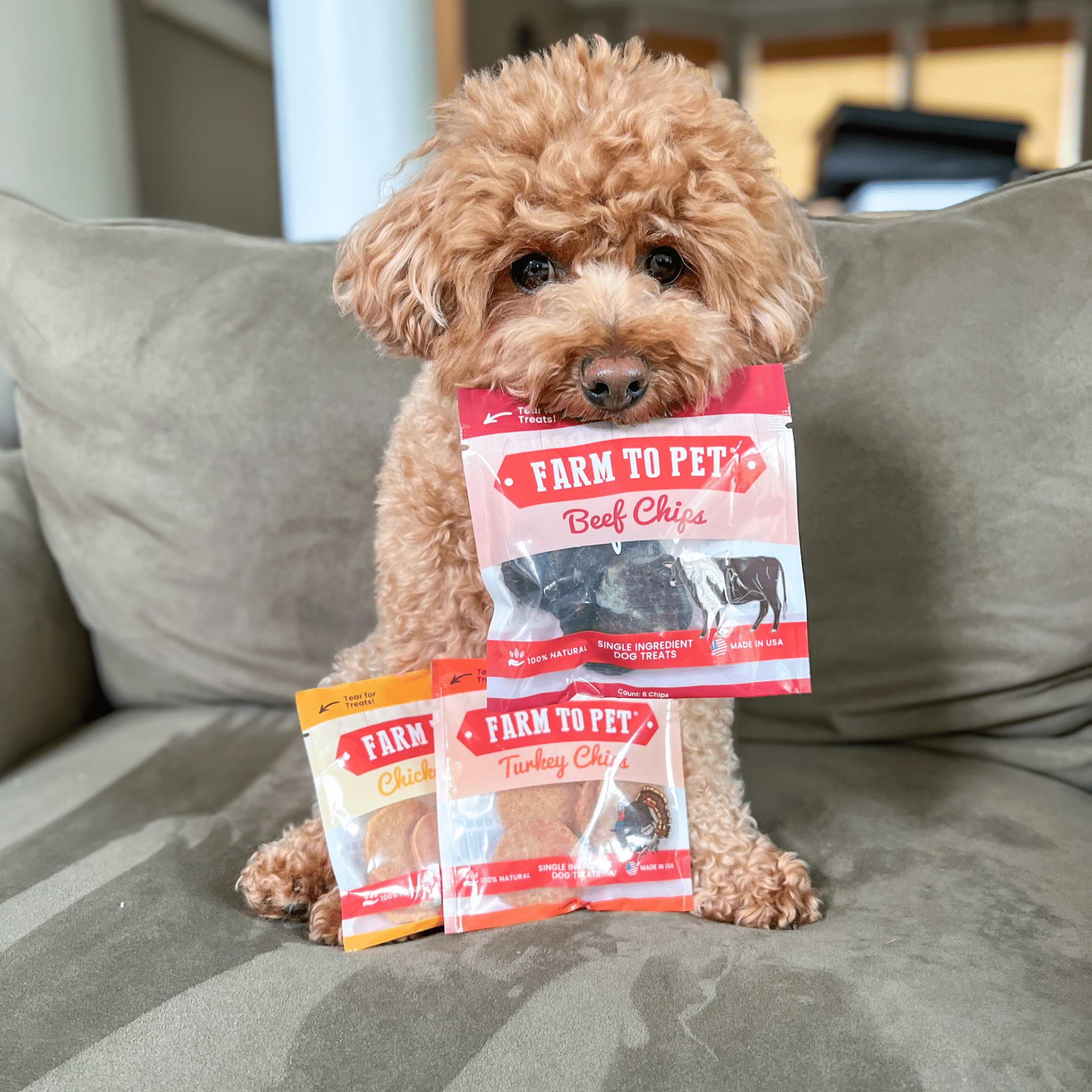 Dog treat sampler with a poodle holding a beef chips bag and two other chip bags.