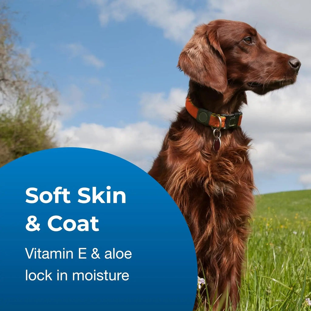 Dog shampoo and conditioner set, golden retriever wearing a collar outdoors