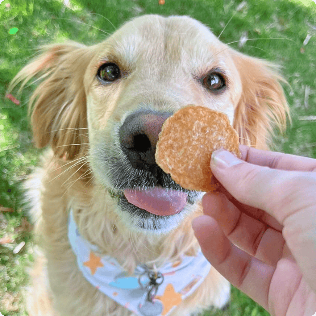 Dog nose and mouth with a chicken chip treat held by a hand outdoors