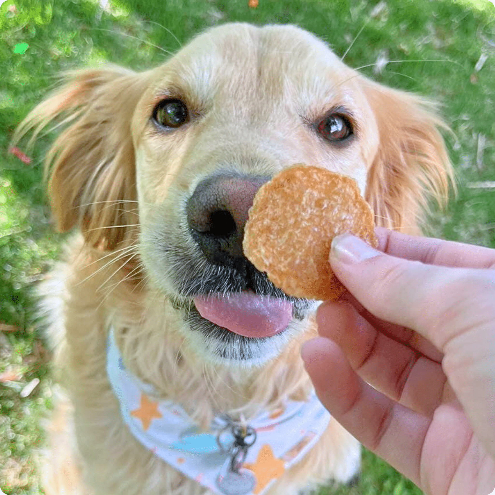 Dog nose and mouth with a chicken chip treat held by a hand outdoors