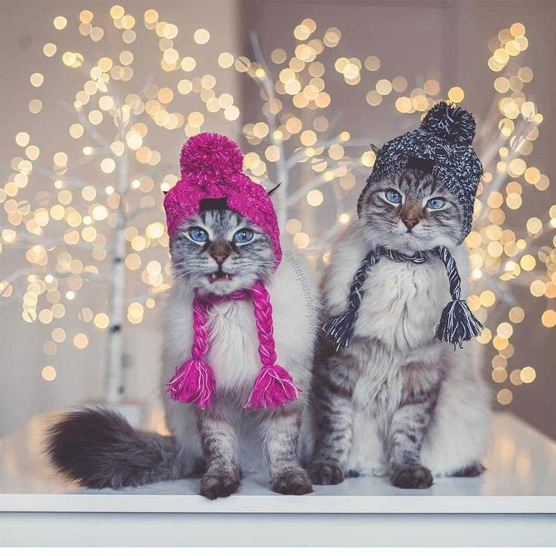 Cozy Knitted Pet Hat with Fluffy Pom-Pom — Winter Warm Beanie for Dogs & Cats