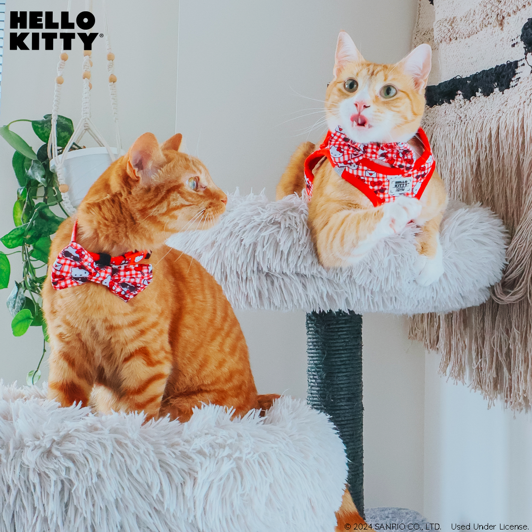 Orange cat wearing a red Hello Kitty step-in harness with check pattern