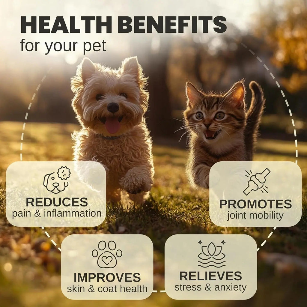 Pet hemp oil health benefits graphic with dog and cat icons