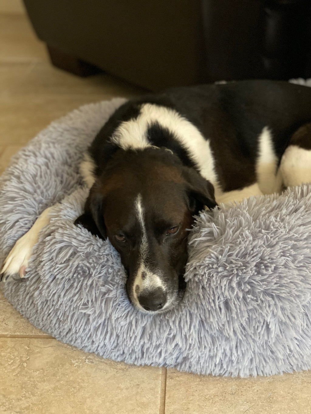 Two-tone plush pet bed with light gray rim; dog sleeping in the center