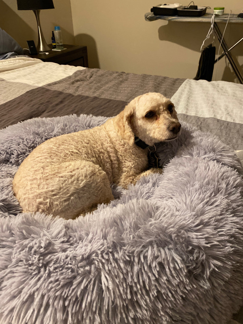 Puppy resting on snowflake white two-tone plush pet bed with raised outer rim
