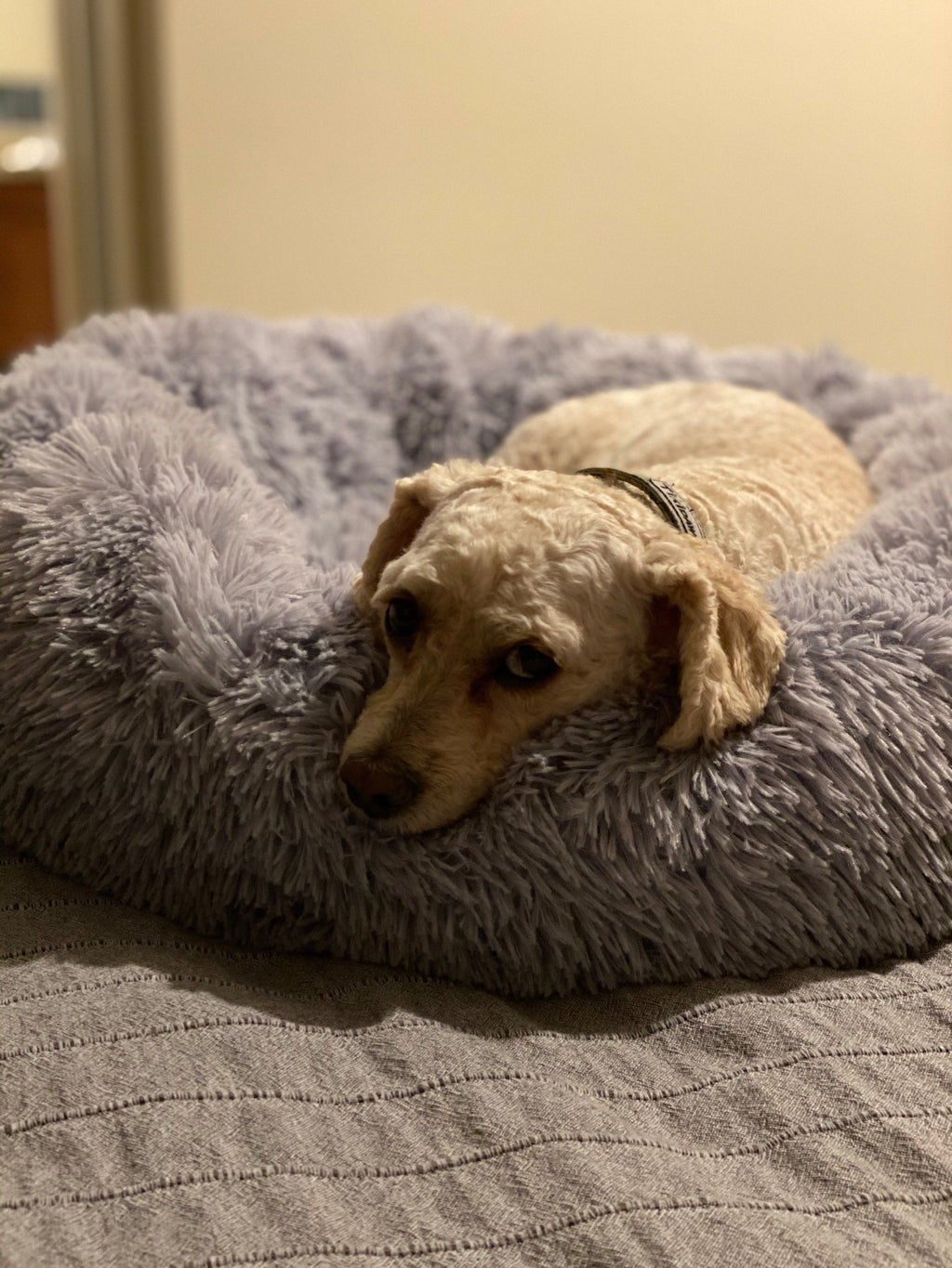 Small dog lying on snowflake white two-tone plush pet bed in a curled position