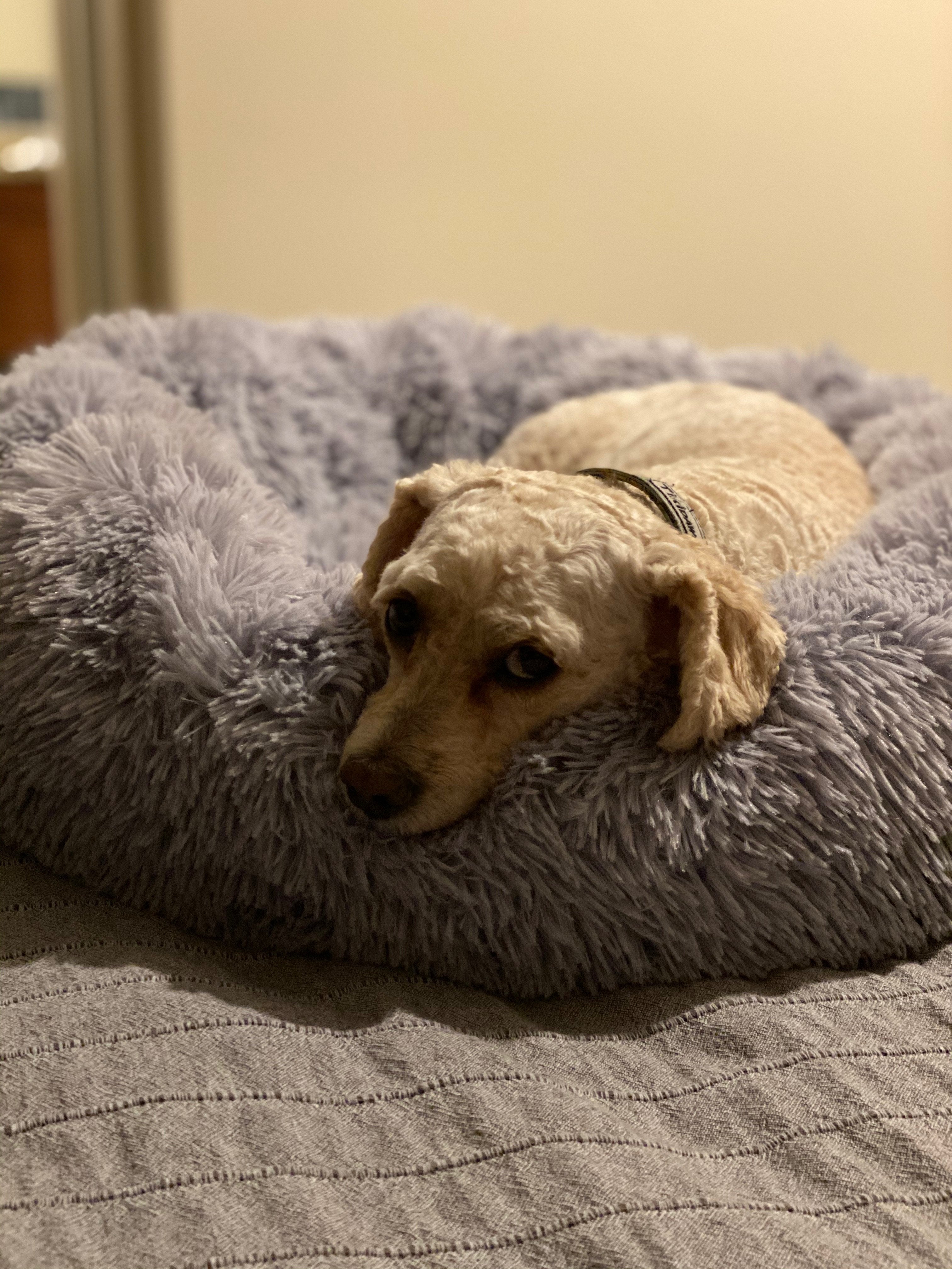 Small dog lying on snowflake white two-tone plush pet bed in a curled position