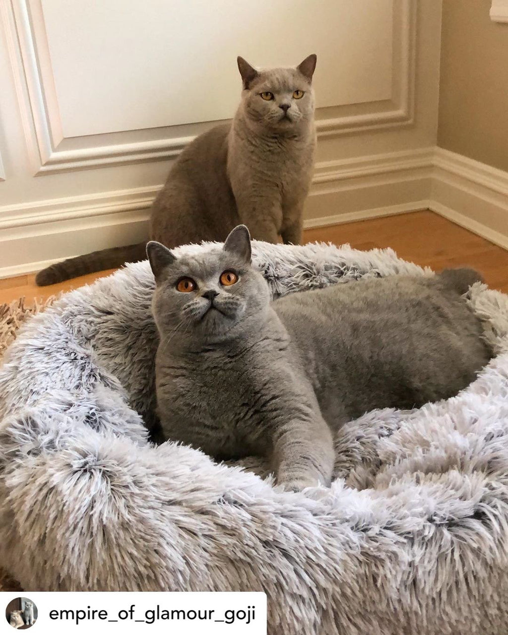 Snowflake white two-tone plush pet bed with two gray cats resting in the center