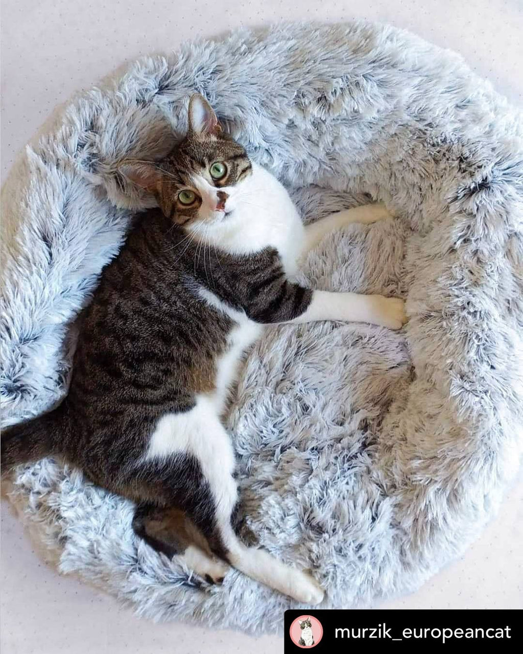 Two cats resting in a light gray plush round pet bed with shag bolstered edge