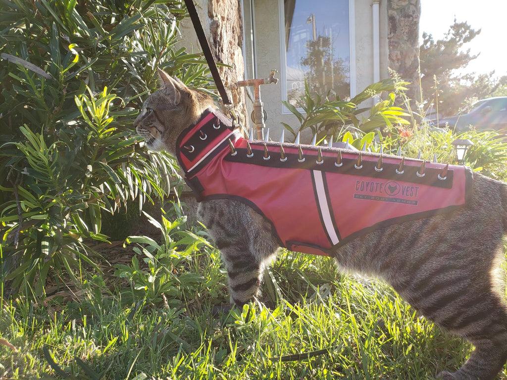 Red spike cat vest with black spikes and white stripe, on gray cat