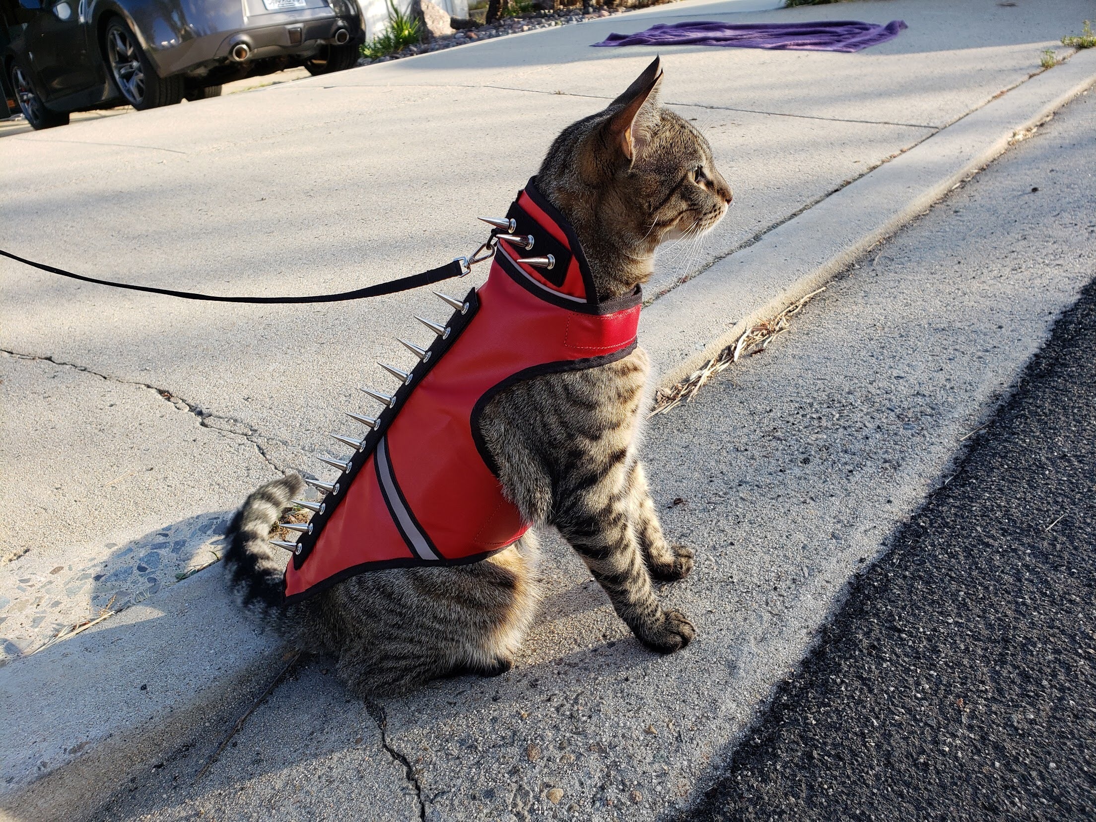 Red spike cat vest with black spikes and white stripe on cat
