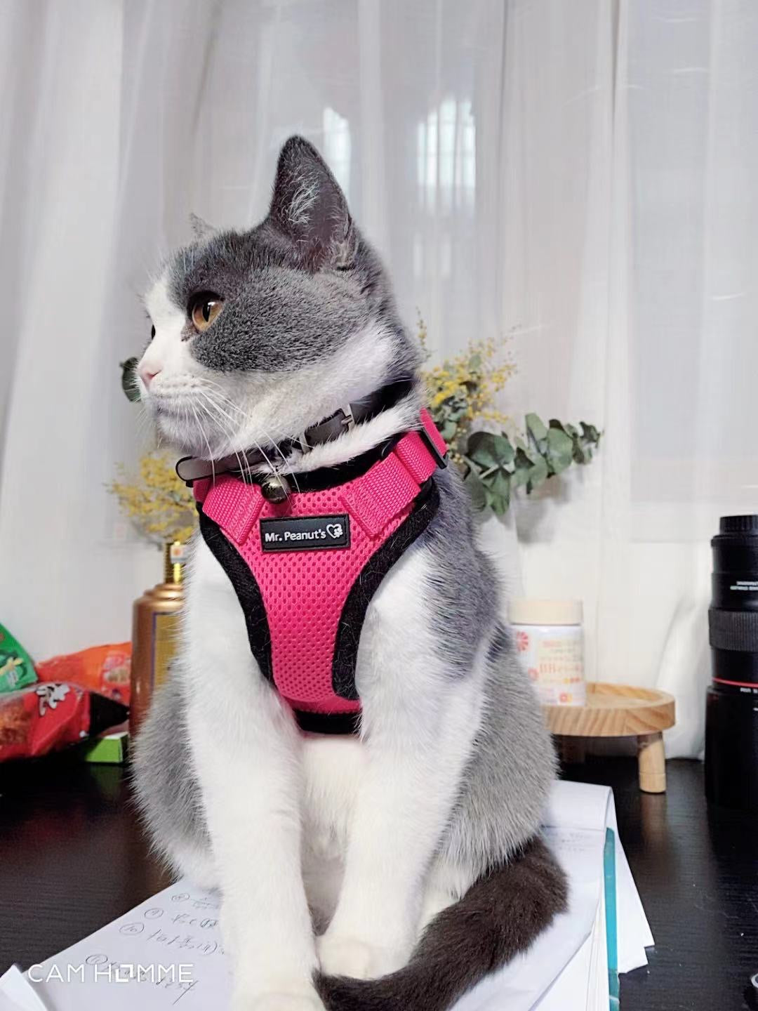 Reflective cat harness with matching leash, pink and black, on a gray-and-white cat