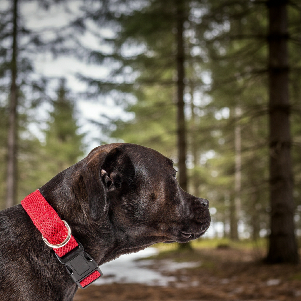 Red mesh dog collar with adjustable buckle