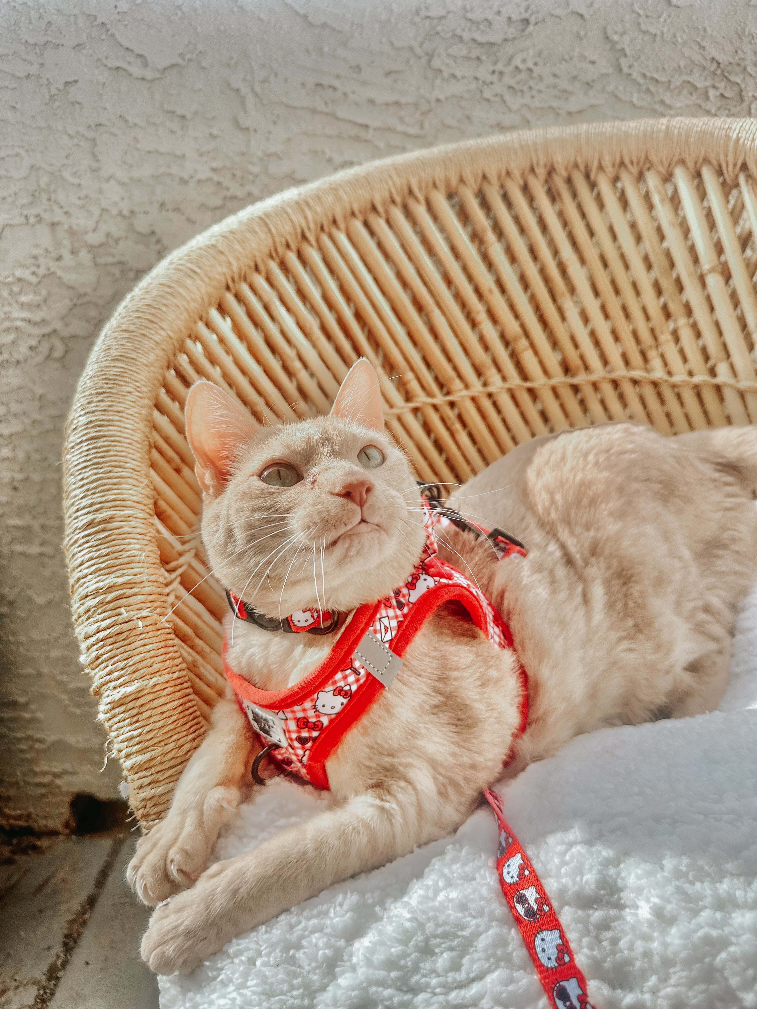 Light cream cat wearing a red Hello Kitty step-in harness with check pattern
