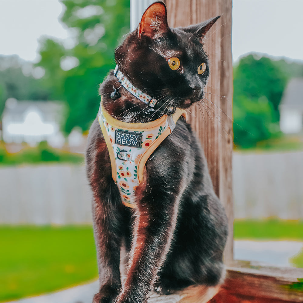 Sunflower step-in harness on a cat with front label and collar-free design