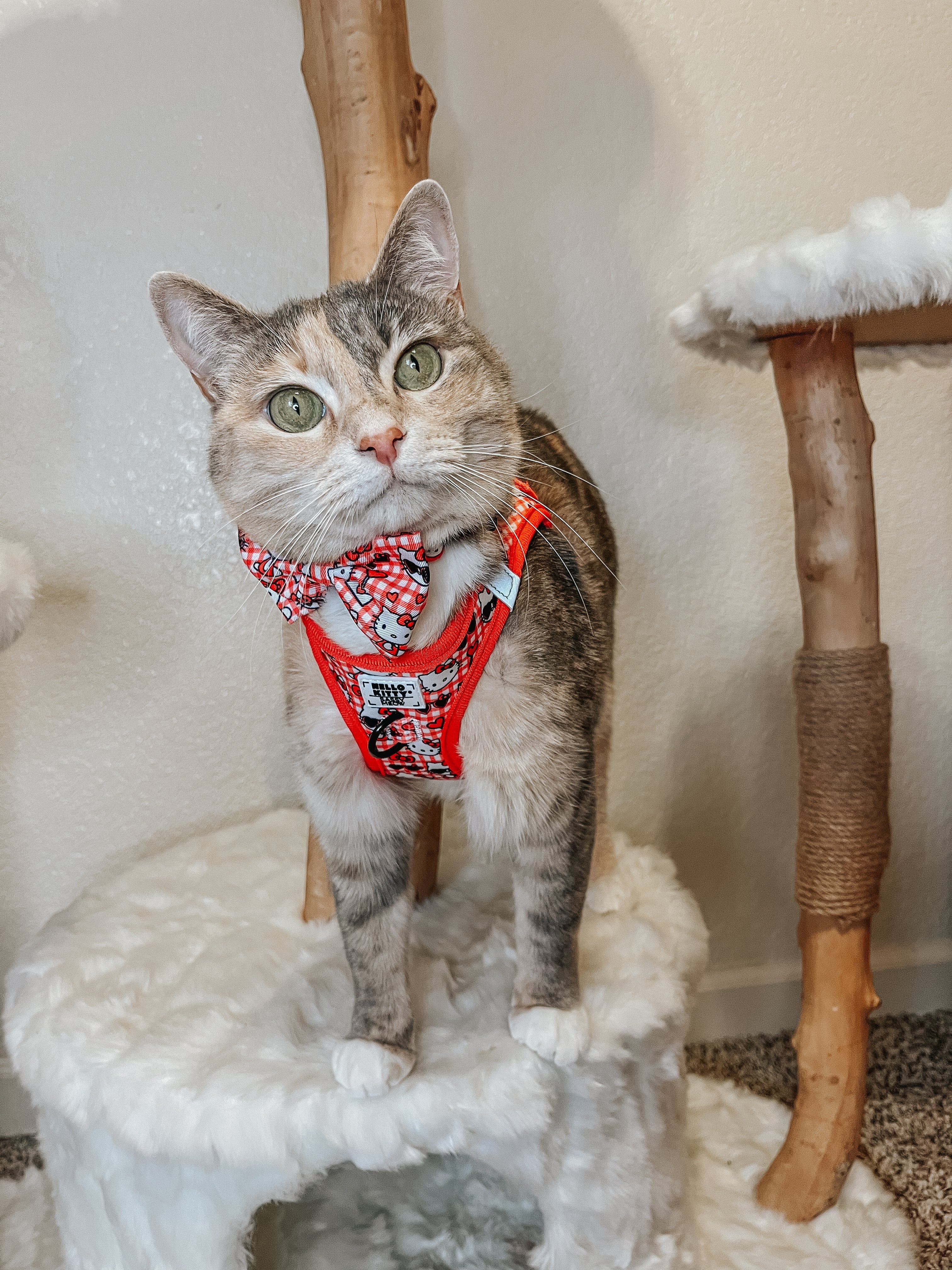 Gray tabby cat wearing a red Hello Kitty step-in harness with check pattern
