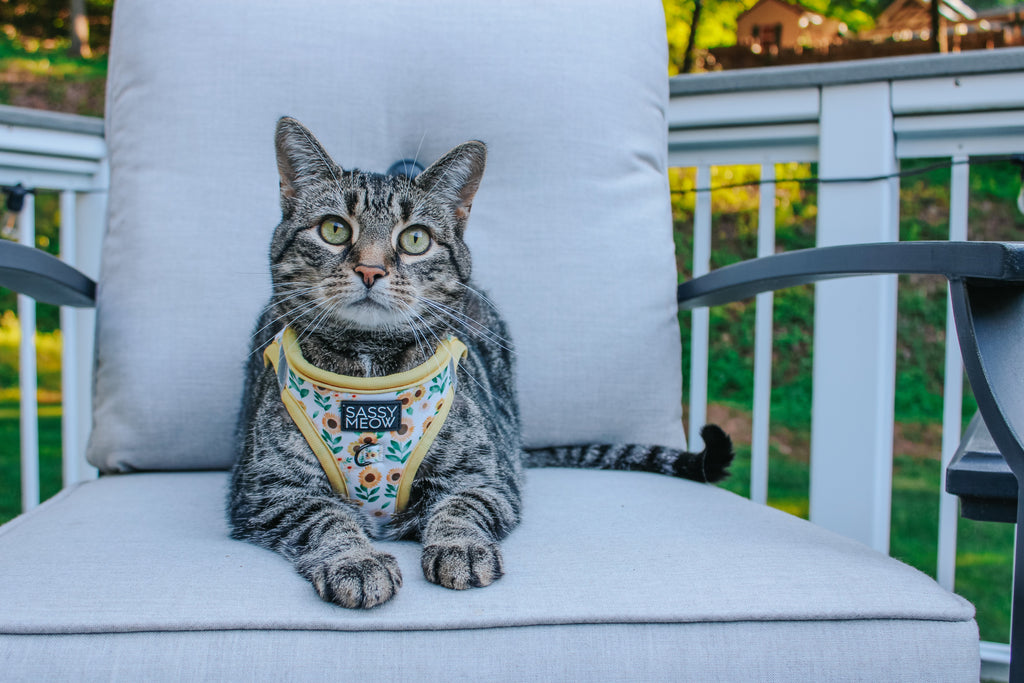 Sunflower cat step-in harness worn on chest and belly with yellow trim