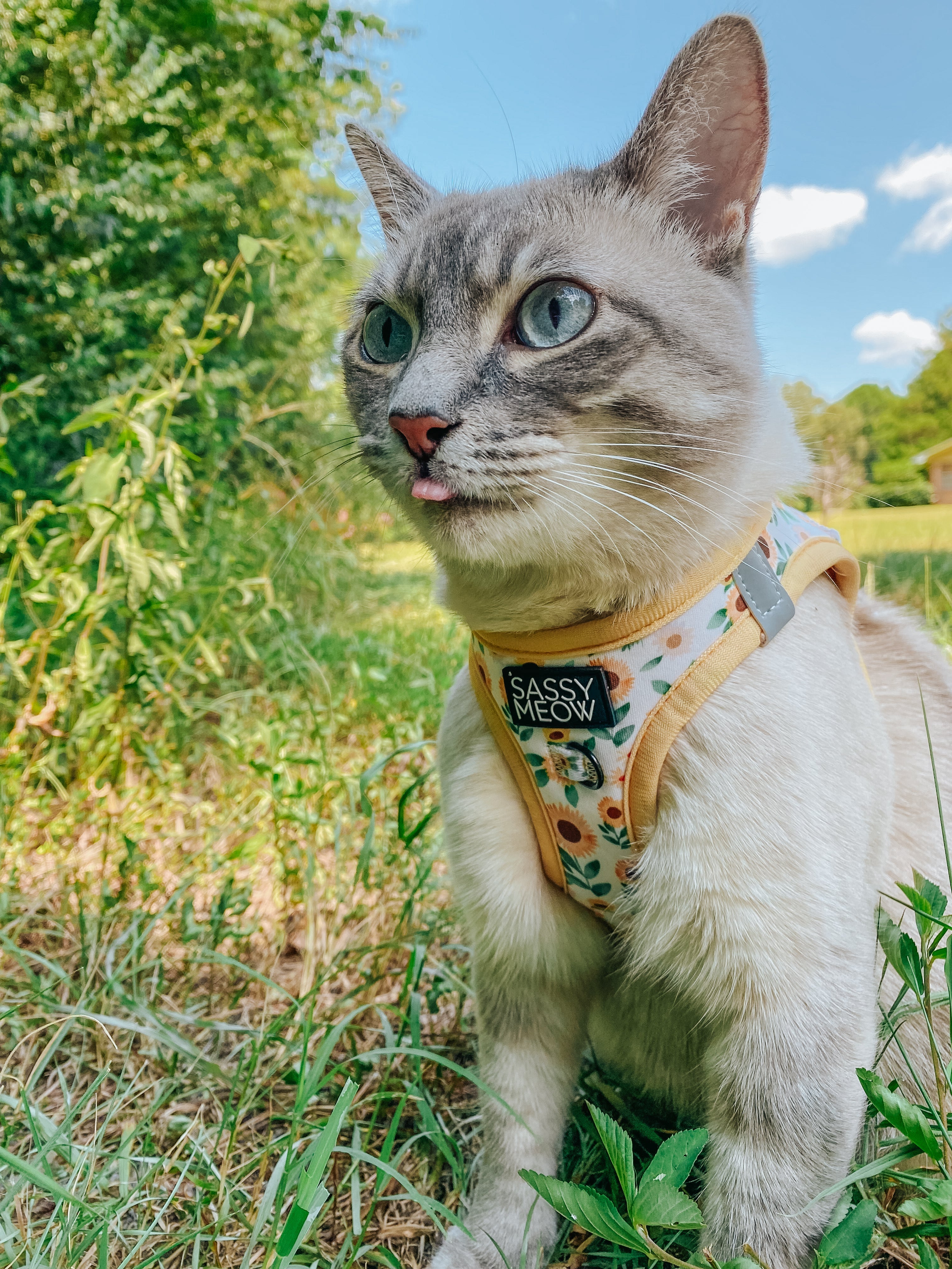 Cat step-in harness with sunflower print, tan straps and blue accents.