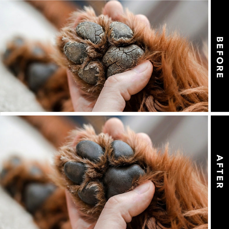 Dog paw with dry, cracked pads held by a hand