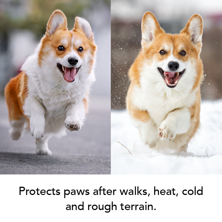 Running corgi dog with paws and face in view